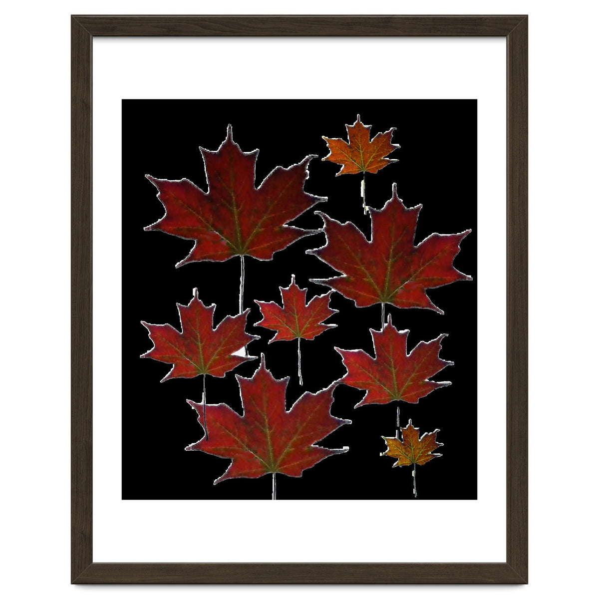 Red Autumn Leaves on Black Ground.