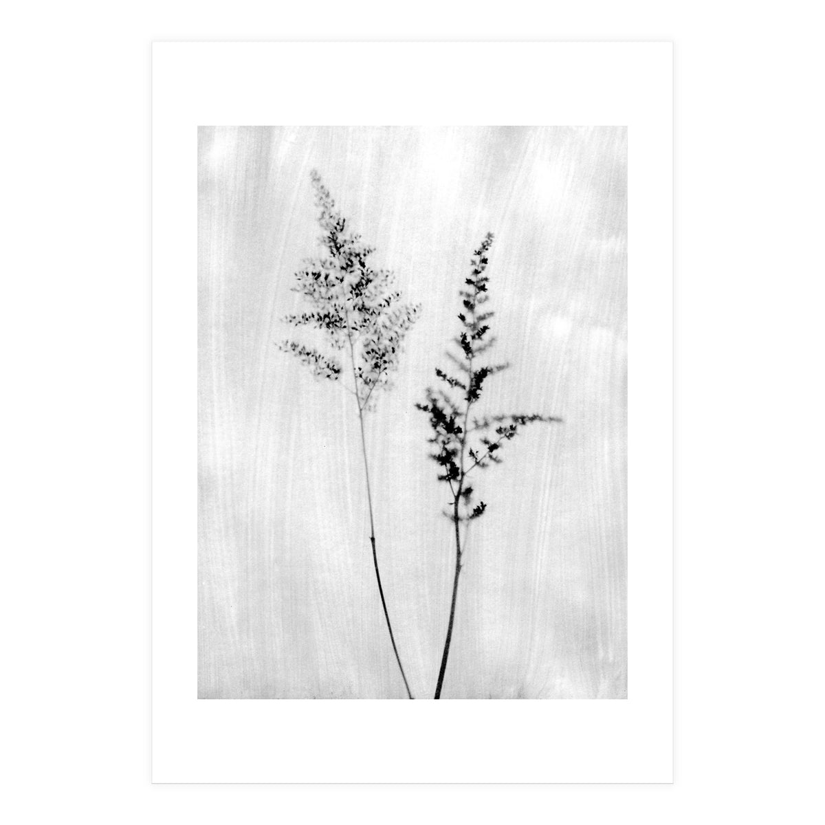Delicate Wildflowers (Print Only)