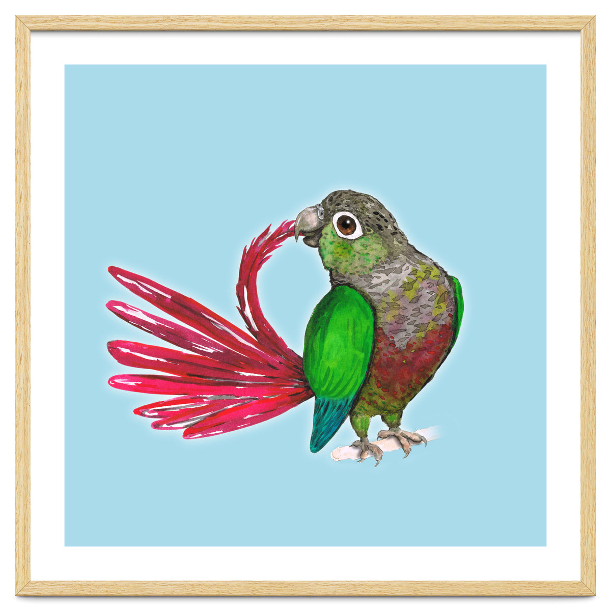 Preening green-cheeked conure