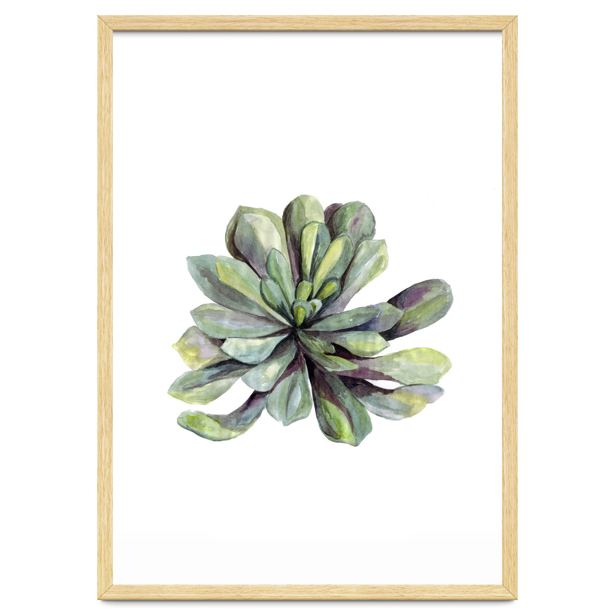 Botanical Illustration Succulent