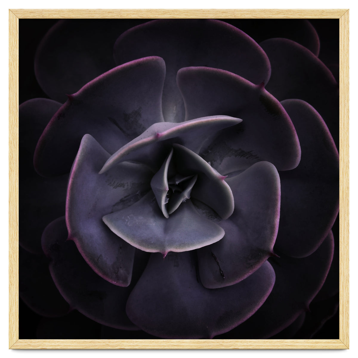 DARKSIDE OF SUCCULENTS VIII