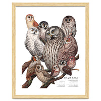 Owls Of The Northeast