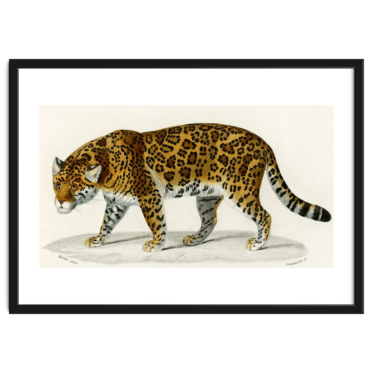 Jaguar (Panthera Onca) illustrated