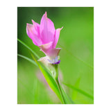 Nature 4000x6000 (12) (Print Only) thumbnail