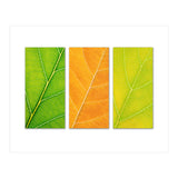 Autumn Leaves (Print Only) thumbnail