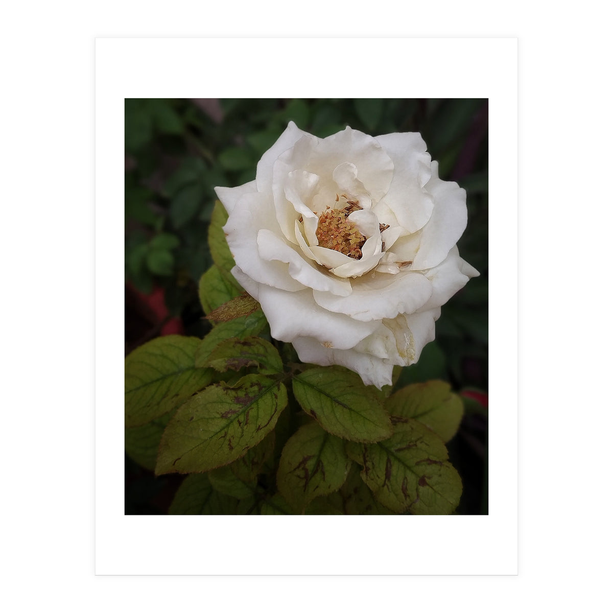 Fabulous White Rose Garden (Print Only)
