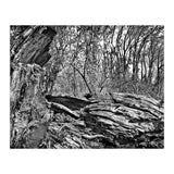 Rotten wood (Print Only) thumbnail