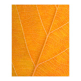 Autumn Leaf (Print Only) thumbnail
