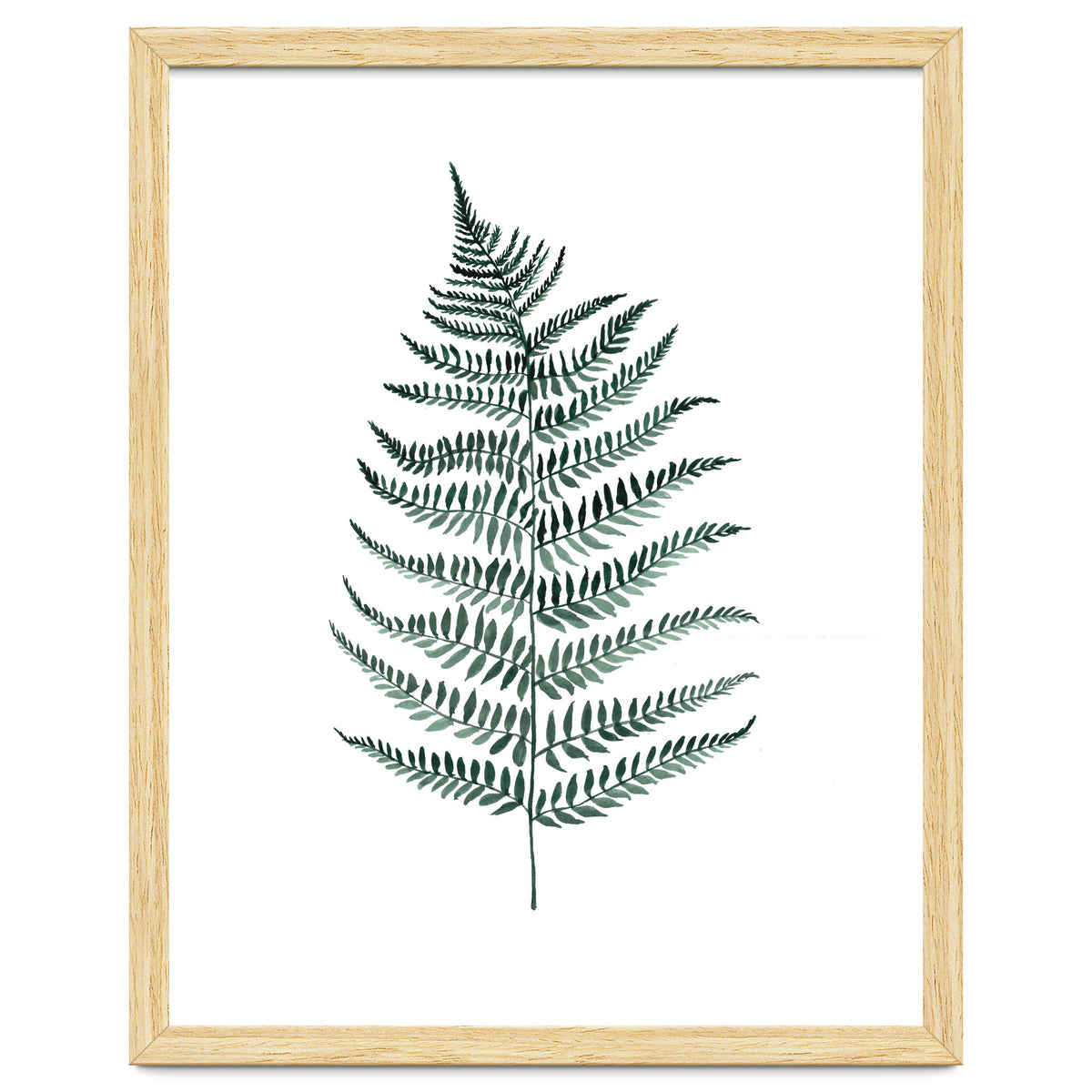 Botanical Illustration Silverfern