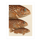 Fish Classic Designs 6 (Print Only) thumbnail