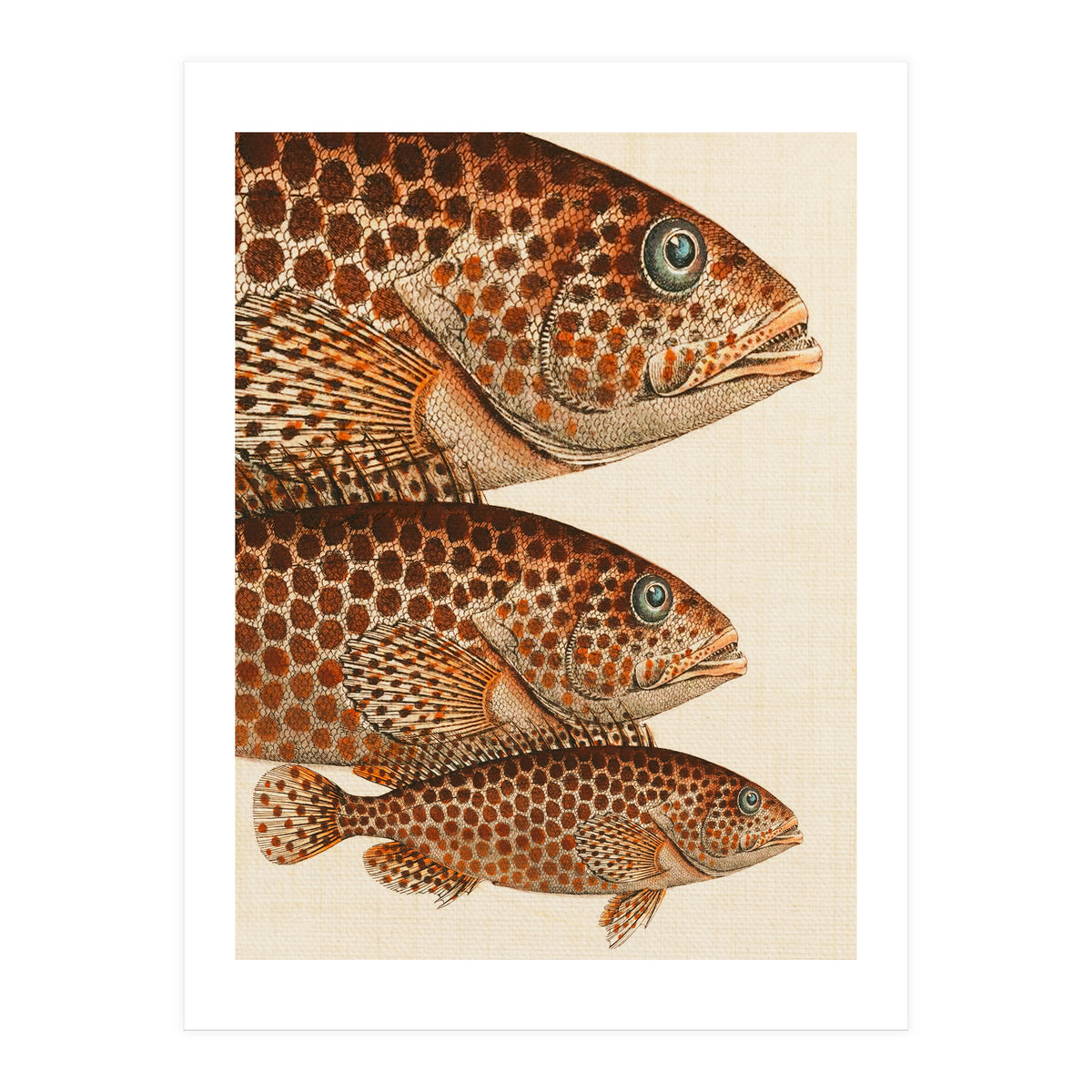 Fish Classic Designs 6 (Print Only)
