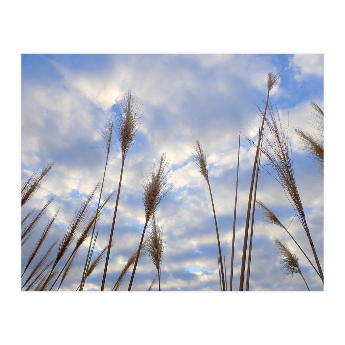 Autumn Grass (Print Only)