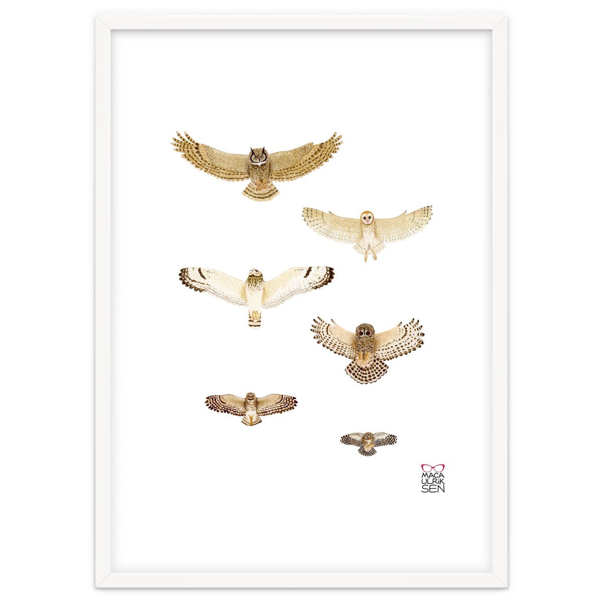 Typical owls & Barn owl