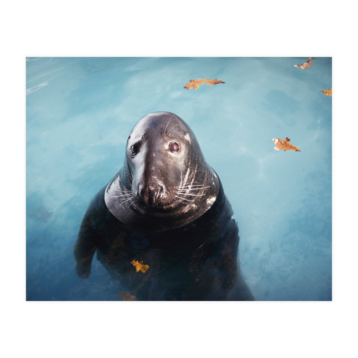 Woop Woop Woop (Print Only)