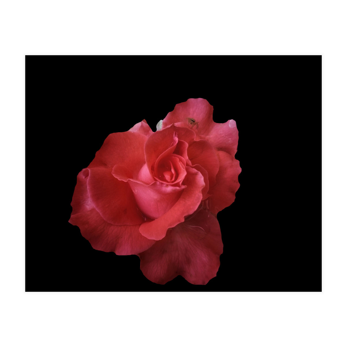 Coral Rose (Print Only)