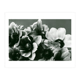 Anemone Flowers (Print Only) thumbnail
