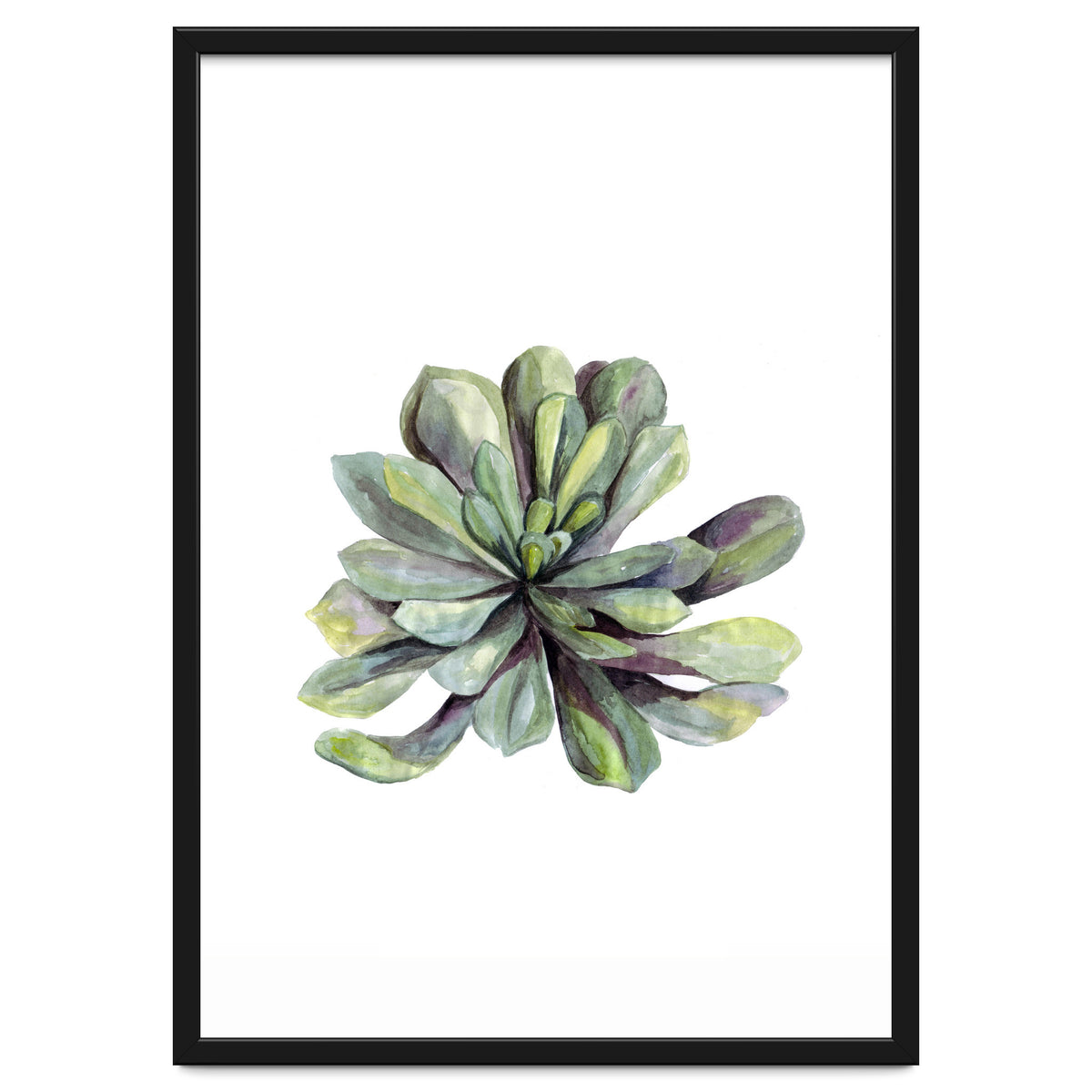 Botanical Illustration Succulent