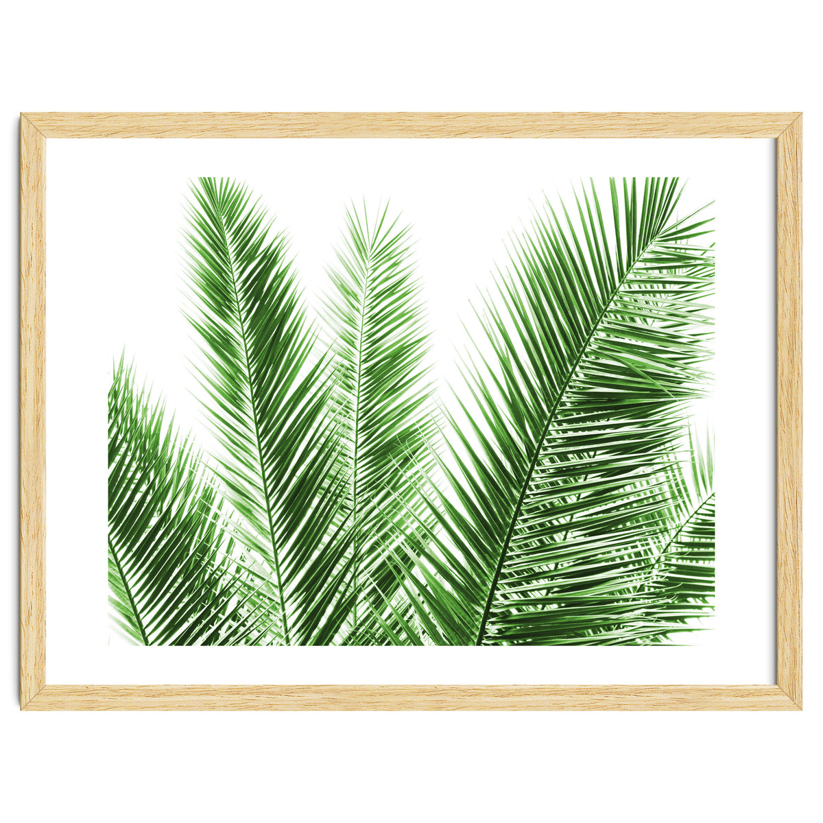 Palm Leaves