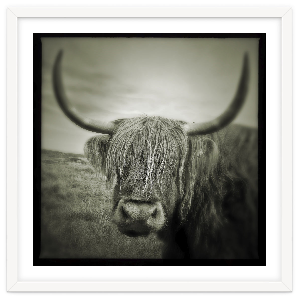 Elgol Cow