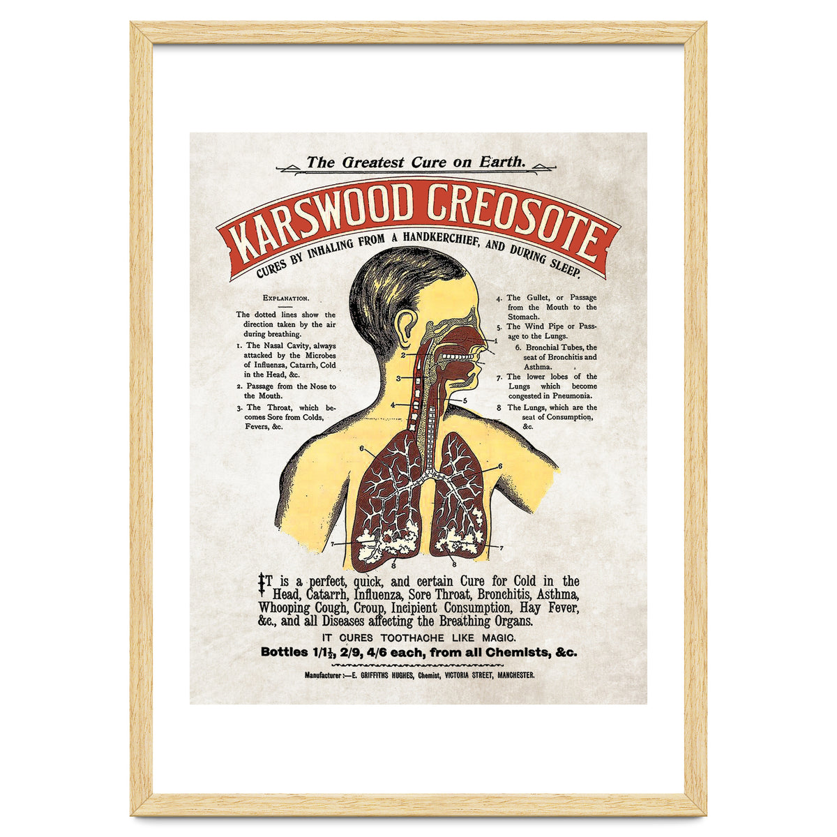 anatomy digestive system poster