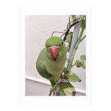 Attractive Indian Parrot (Print Only) thumbnail