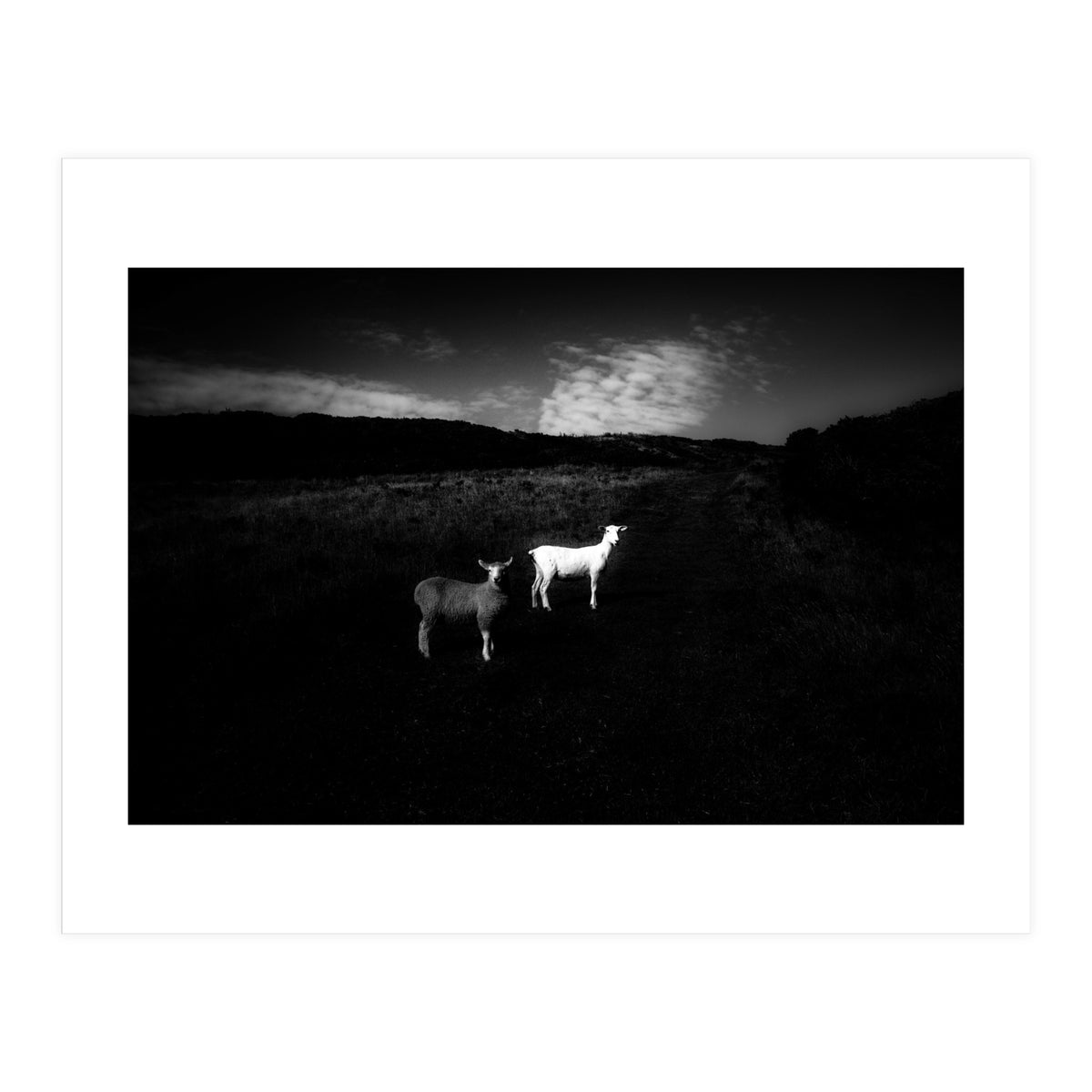 black and white (Print Only)