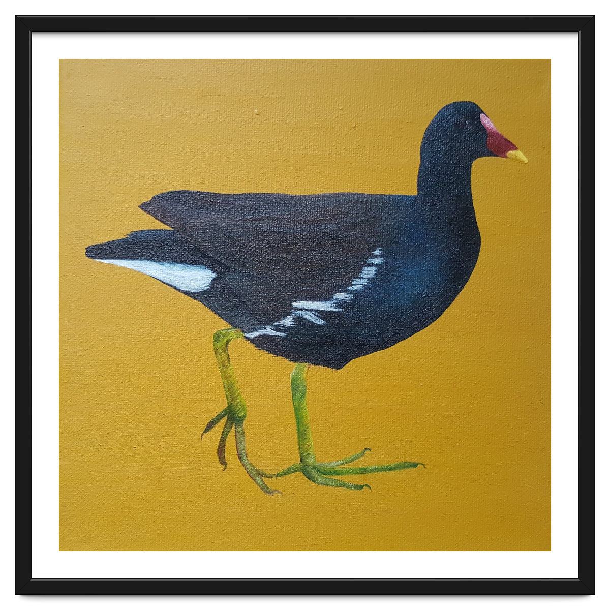 Moorhen