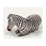 Zebra (Print Only) thumbnail