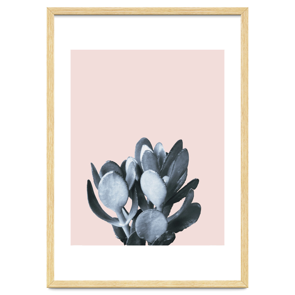 Cactus collection BL-II