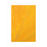 Autumn Leaf (Print Only) thumbnail