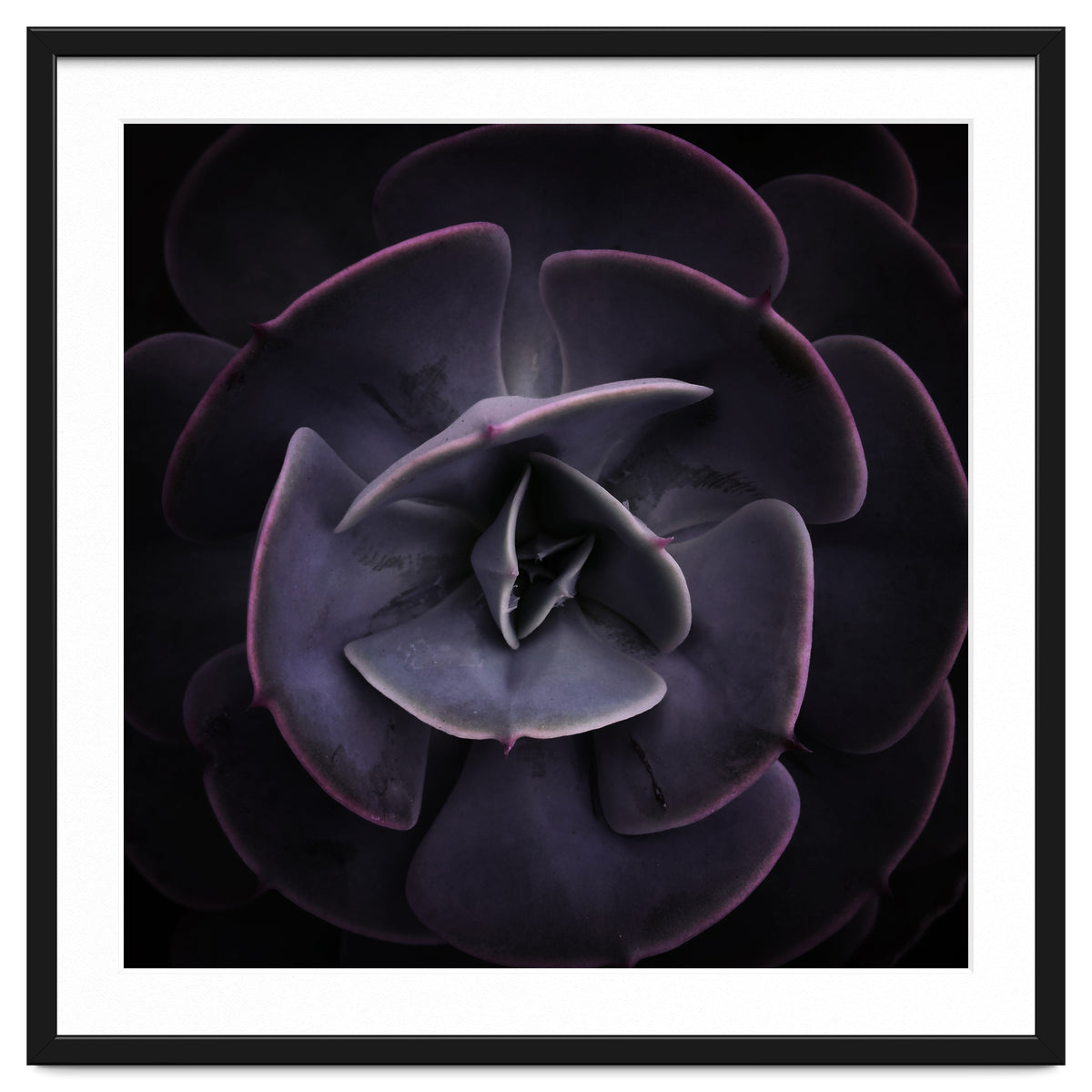 DARKSIDE OF SUCCULENTS VIII