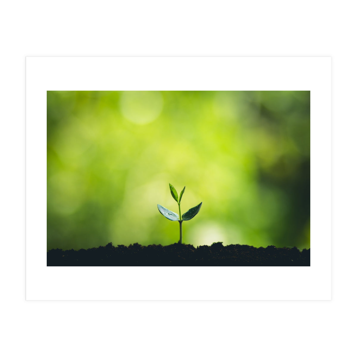 Plant in Nature (Print Only)