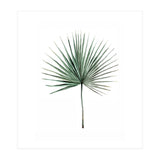 Botanical Illustration Fanpalm (Print Only) thumbnail