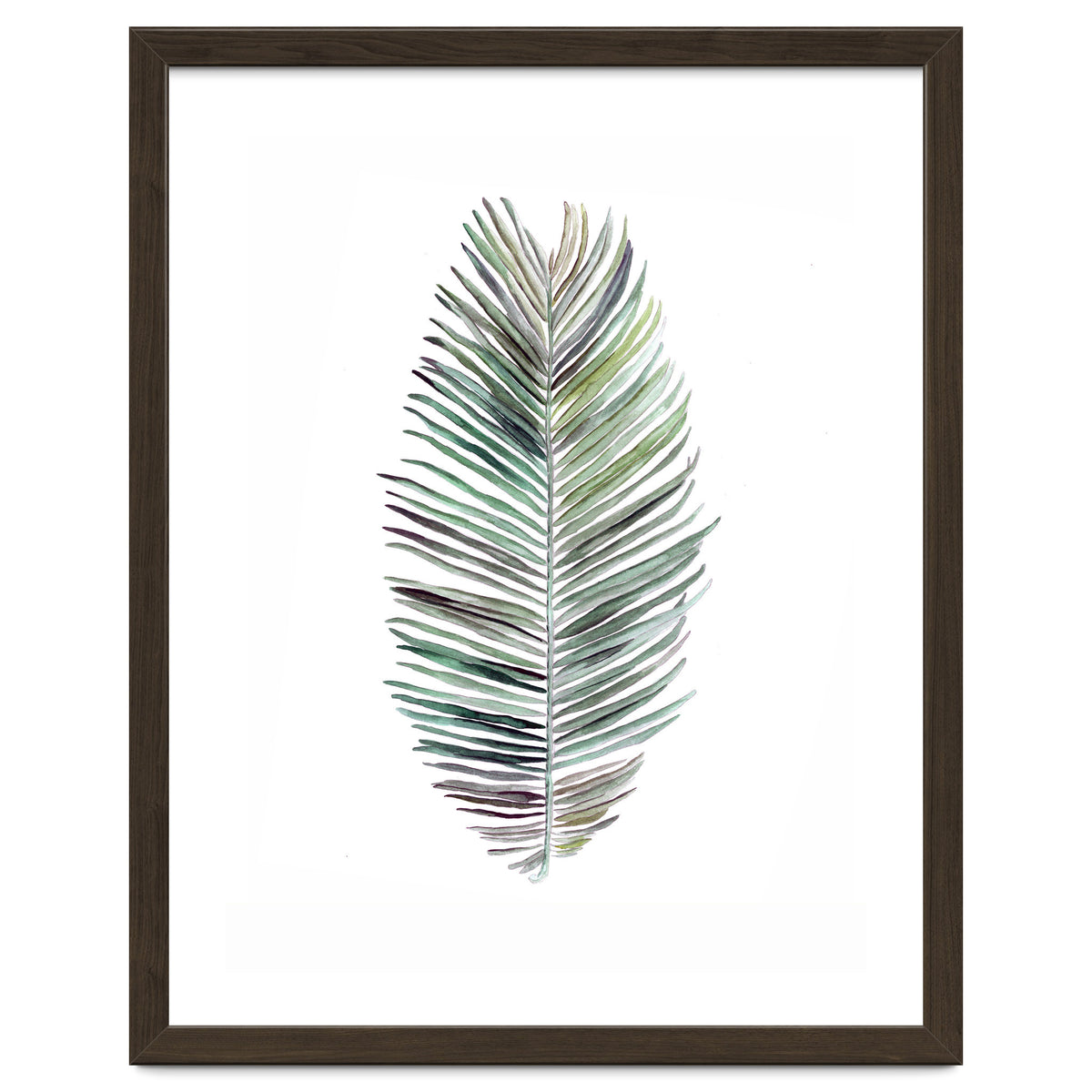 Botanical Illustration Cocos Palm