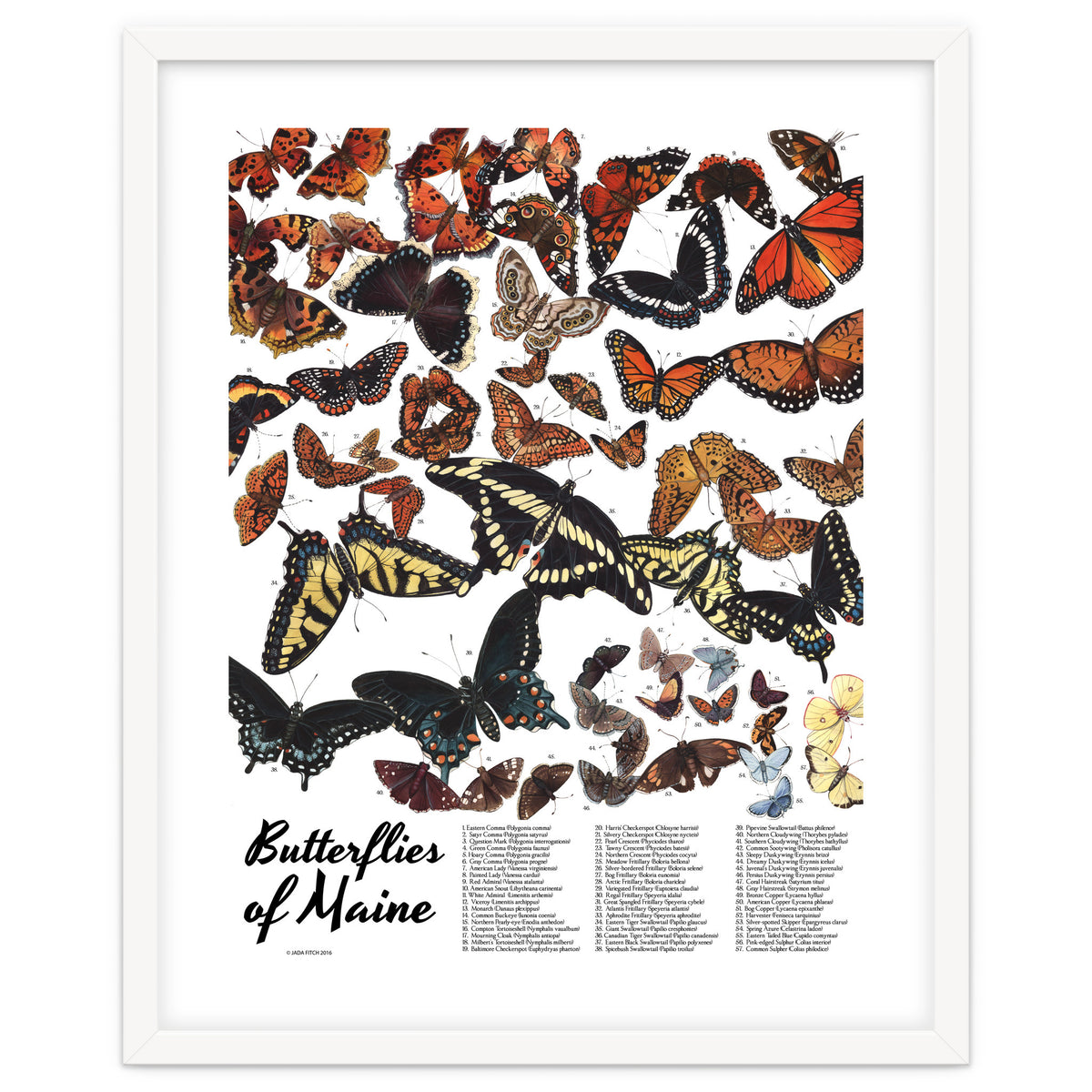 Maine Butterflies Chart