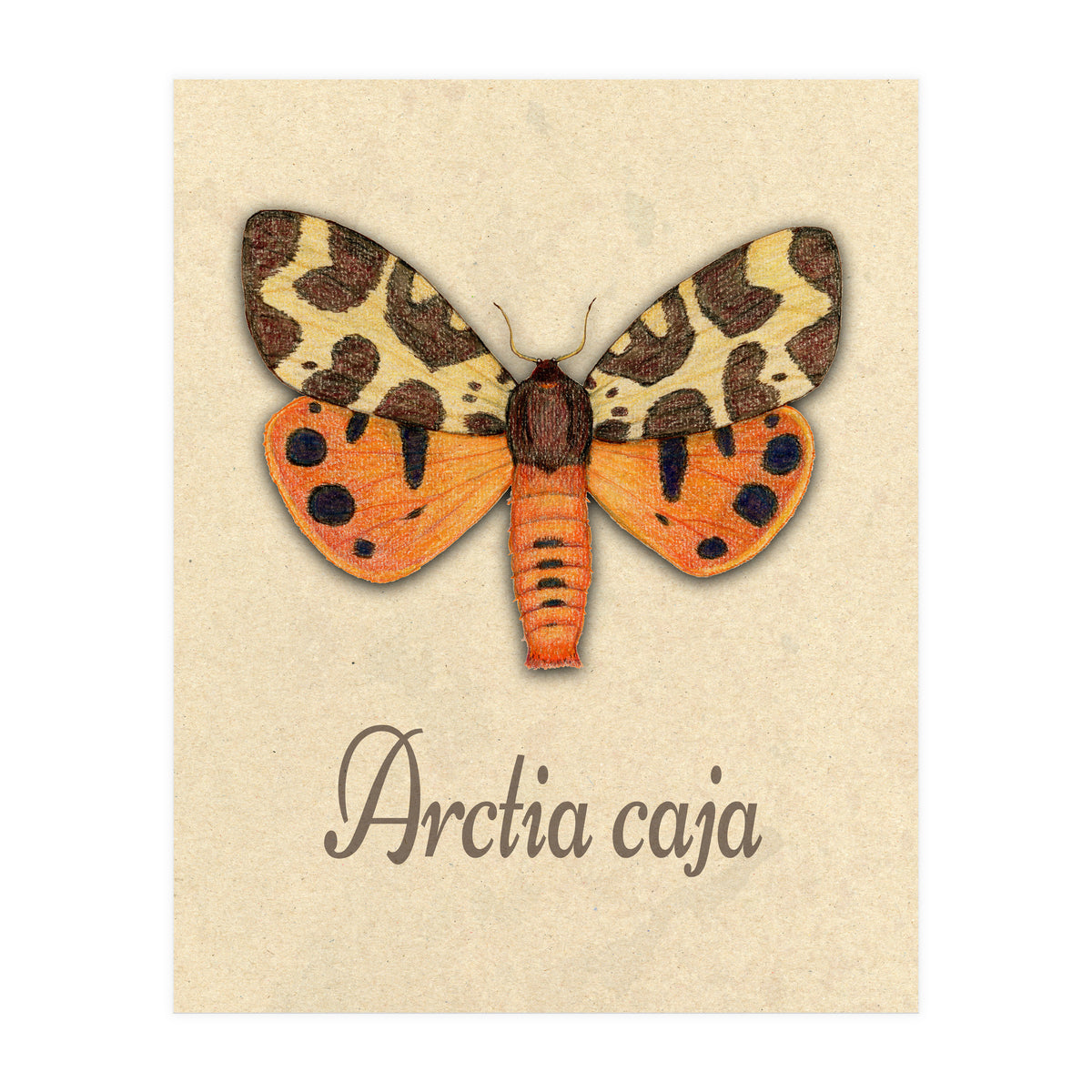 Garden tiger moth illustration (Print Only)