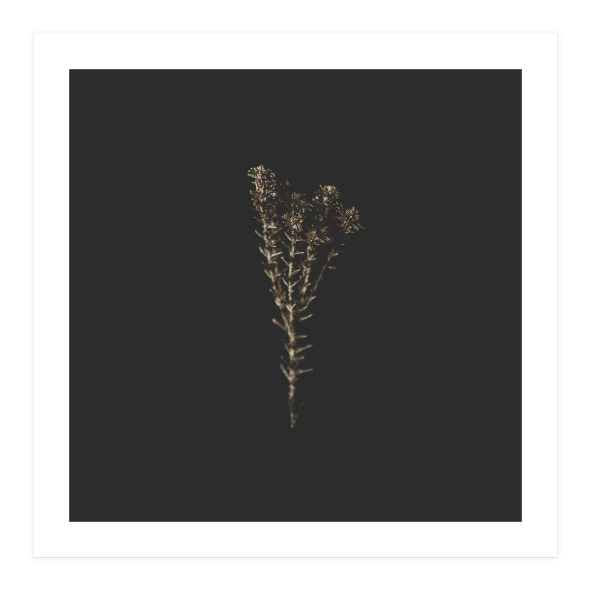 Moody Golden Botanicals - Square (Print Only)