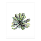 Botanical Illustration Succulent (Print Only) thumbnail