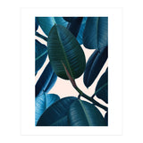 Ficus Elastica 2 (Print Only) thumbnail