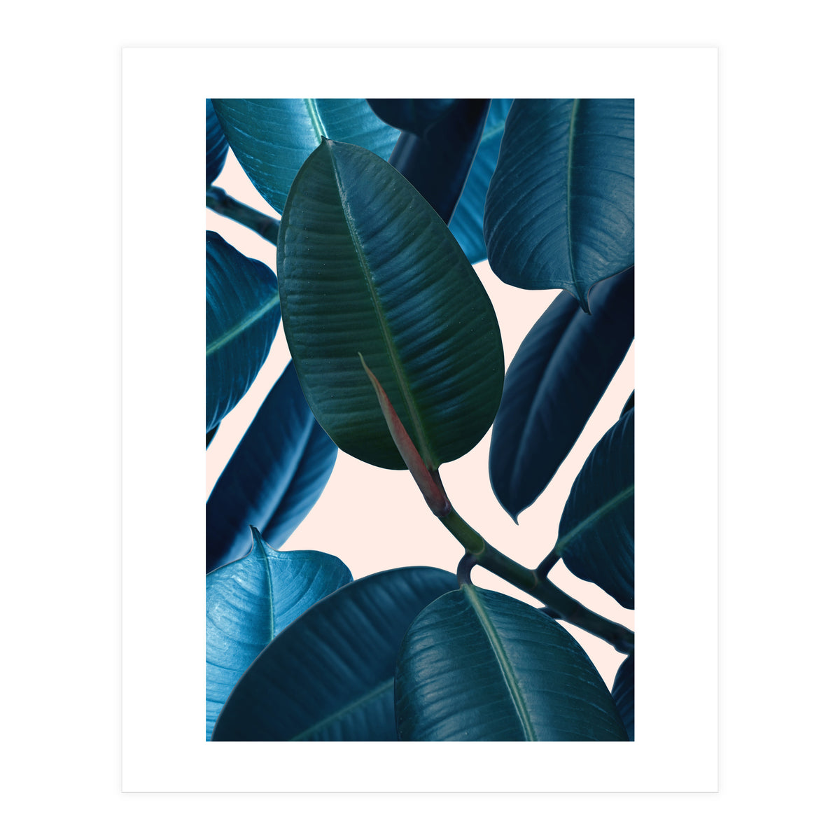 Ficus Elastica 2 (Print Only)