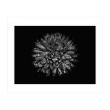Backyard Flowers In Black And White No 45 (Print Only) thumbnail