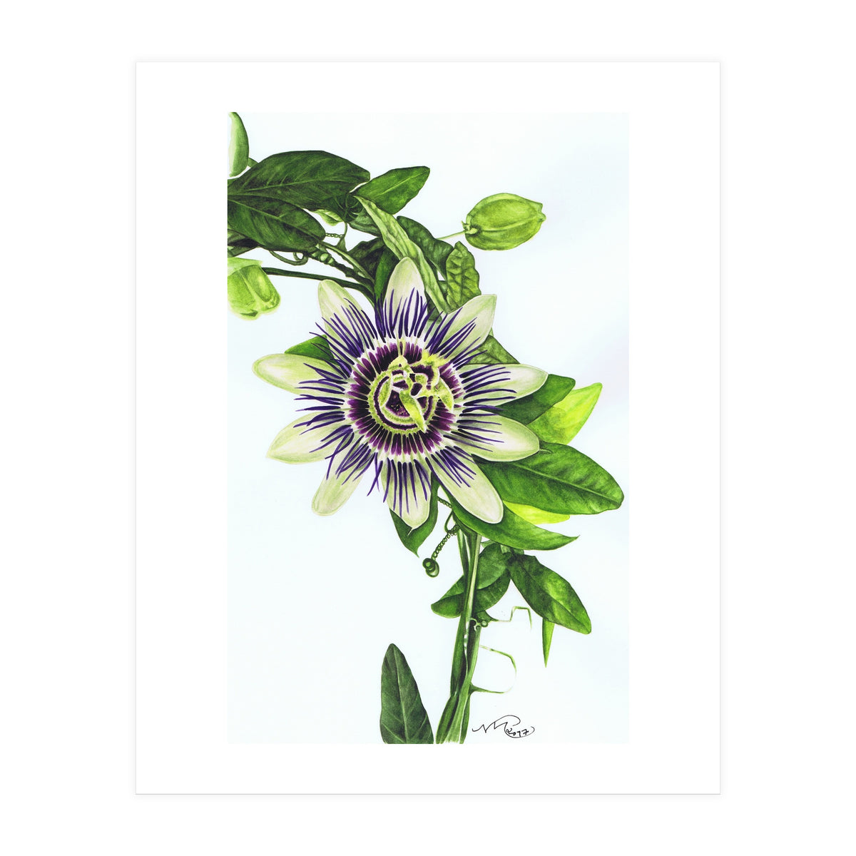Passion Flower (Print Only)