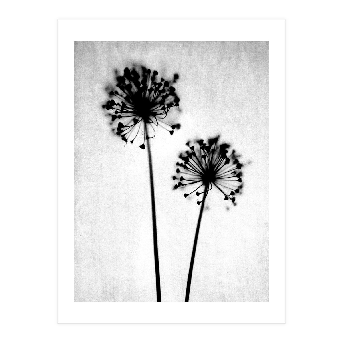 Dandelion  (Print Only)