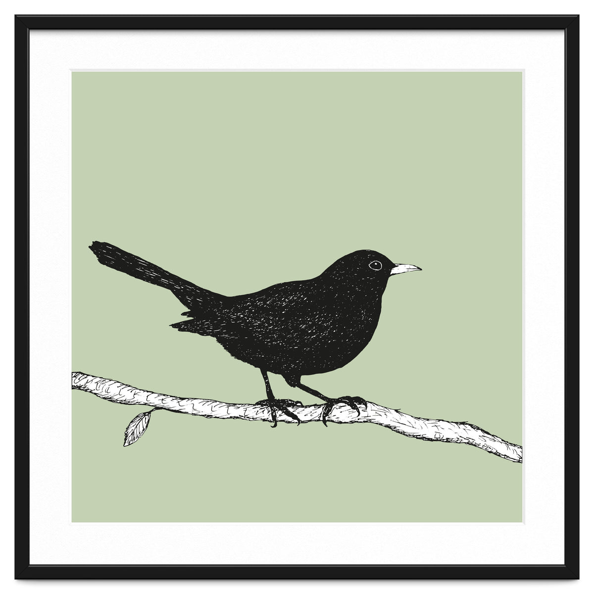 Blackbird pen drawing