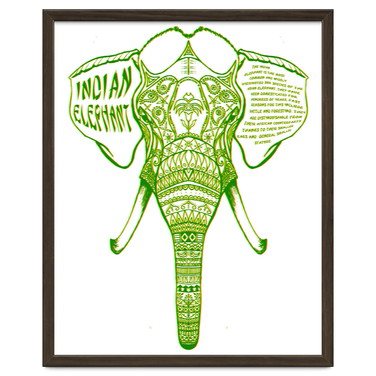 Indian Elephant