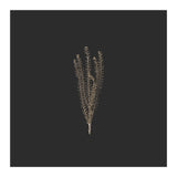 Delicate Fynbos Botanicals in Gold and Black - Square (Print Only) thumbnail