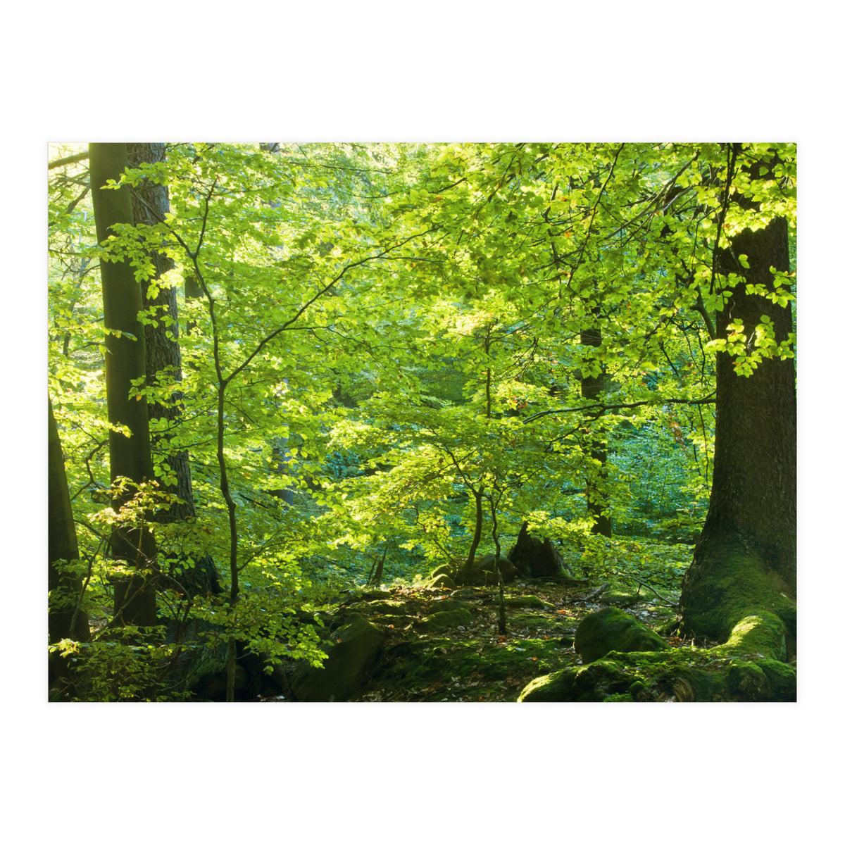 Spring Forrest (Print Only)