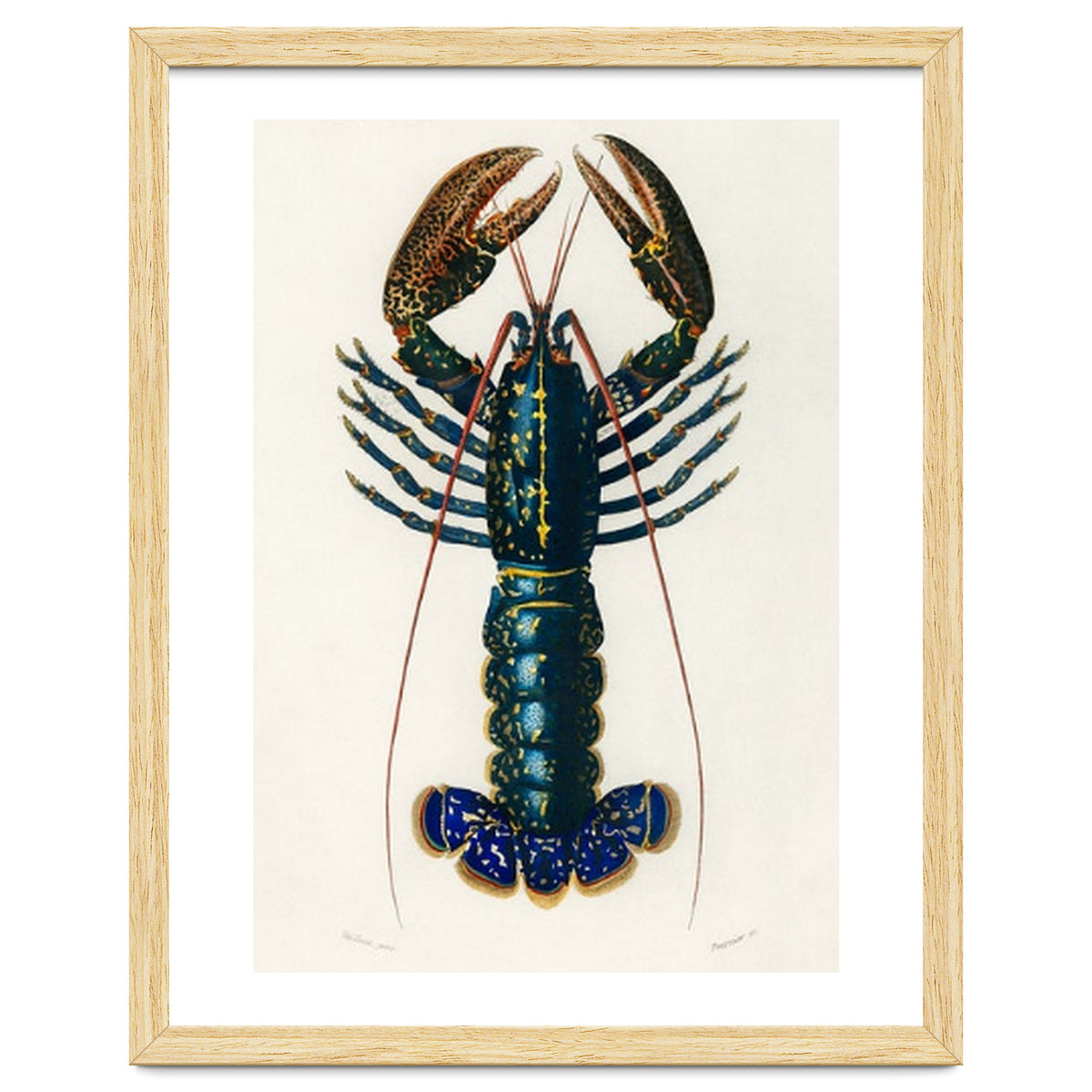 Crimson Crawfish illustrated