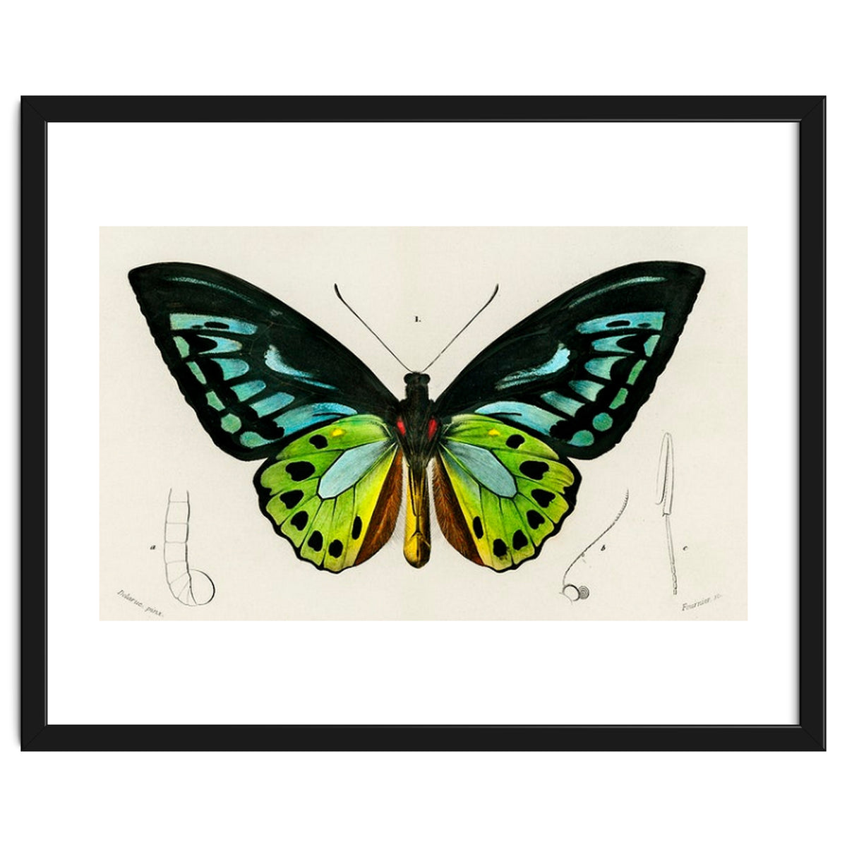 Green birdwing illustrated
