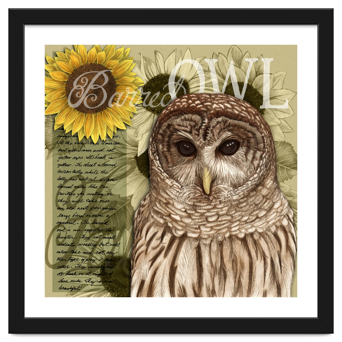 Sunflowers and Barred Owl